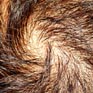 repousse et croissance des cheveux