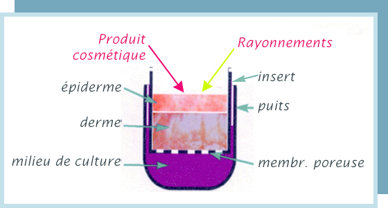 modeles d'�valuation dermatologie cosmetologie