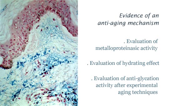 anti aging mechanism