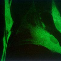 Collagen synthesis assay