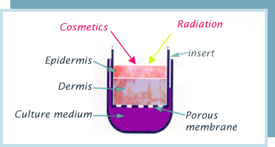 modeles d'évaluation dermatologie cosmetologie