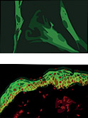 cultures cellulaires fibroplastes